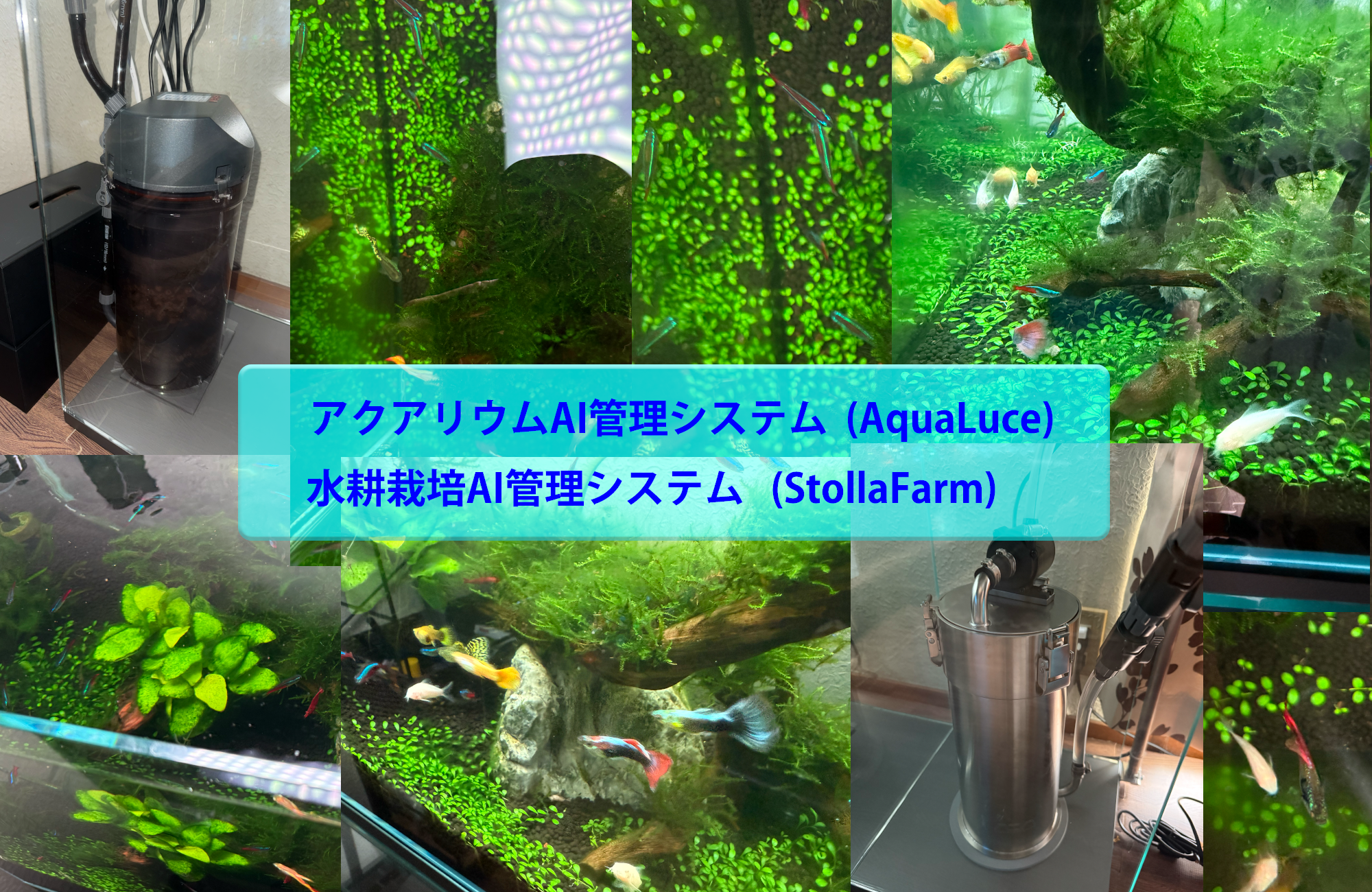 株式会社Lucestolla(ルーチェストラ)は、自然との共存を第一目的として、家庭での生活に必要な食料の自給自足を補う、サスティナブルなサービスを提供します